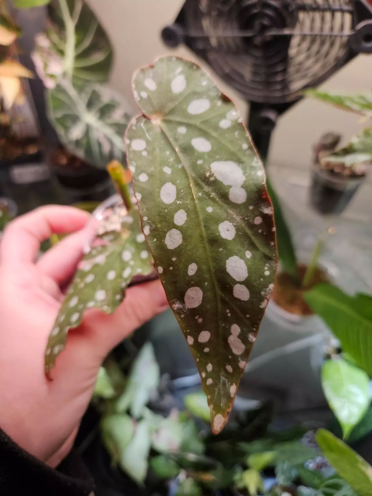 plant/Begonia macculata verigated butt cutt-0