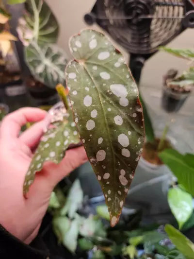 plant/Begonia macculata verigated butt cutt-0-thumbnail