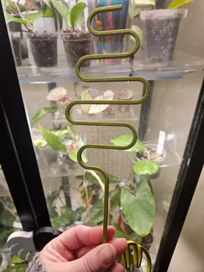 plant/Olive green trellis -0-thumbnail