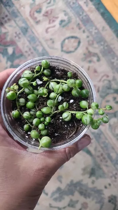 plant/String of Pearls Variegated 3.25"  12-113-0-thumbnail