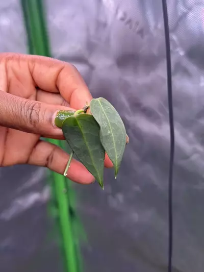 plant/Hoya Carrii (NS13-064)-3-thumbnail