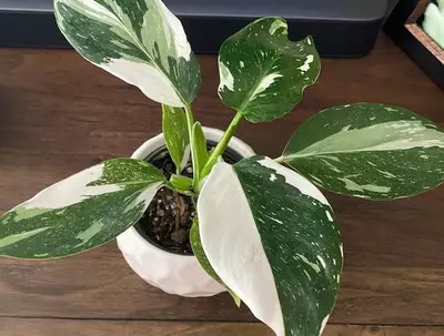 plant/Philodendron White Wizard in plug-0-thumbnail