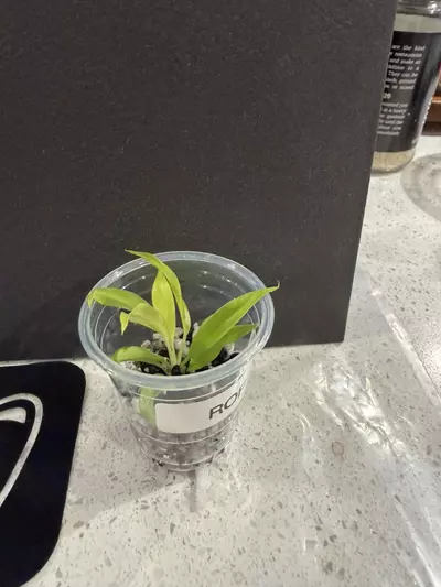 plant/Philo Ring Of Fire-0-thumbnail