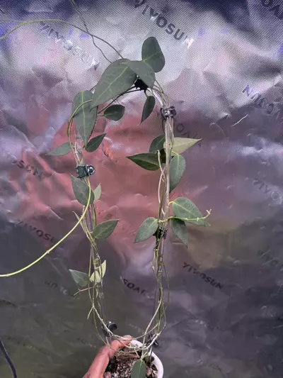 plant/Hoya Carrii (NS13-064)-4-thumbnail