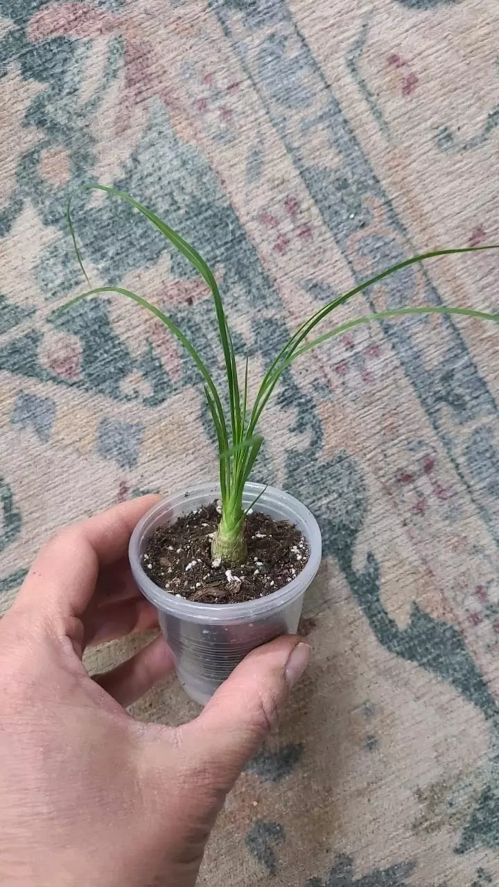 plant/Ponytail Palm 2" 12-120-0