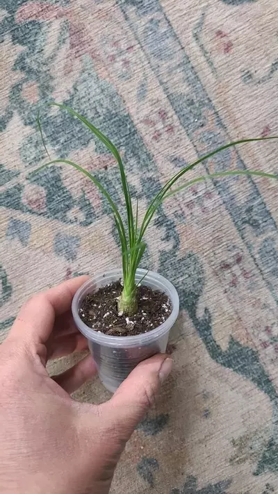 plant/Ponytail Palm 2" 12-120-0-thumbnail