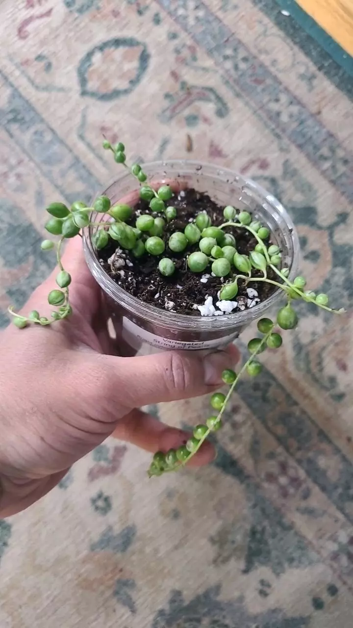 plant/String of Pearls Variegated 3.25" 12-112-0