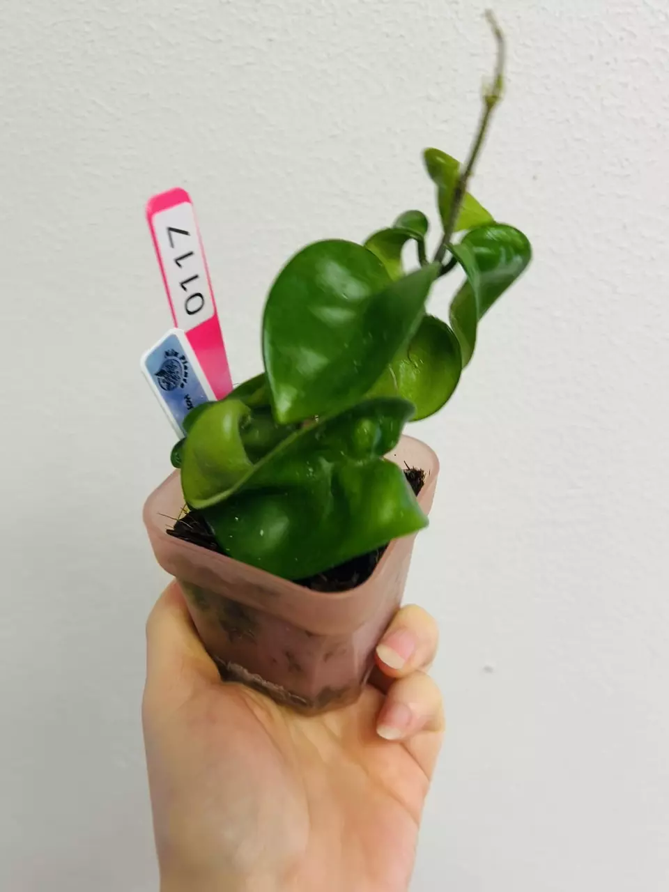 plant/#0117 Hoya Swiffer’s Tail-1