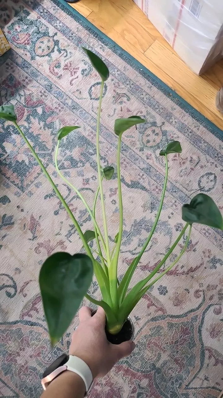 plant/Tiny Dancer Alocasia 3.25" 15" Tall 12-114-0