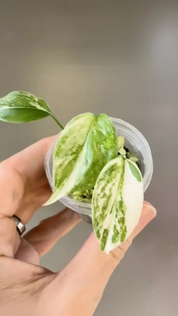 plant/497 Monstera Albo-1