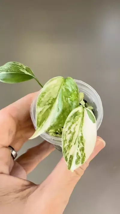 plant/497 Monstera Albo-1-thumbnail