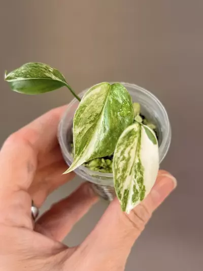 plant/497 Monstera Albo-0-thumbnail