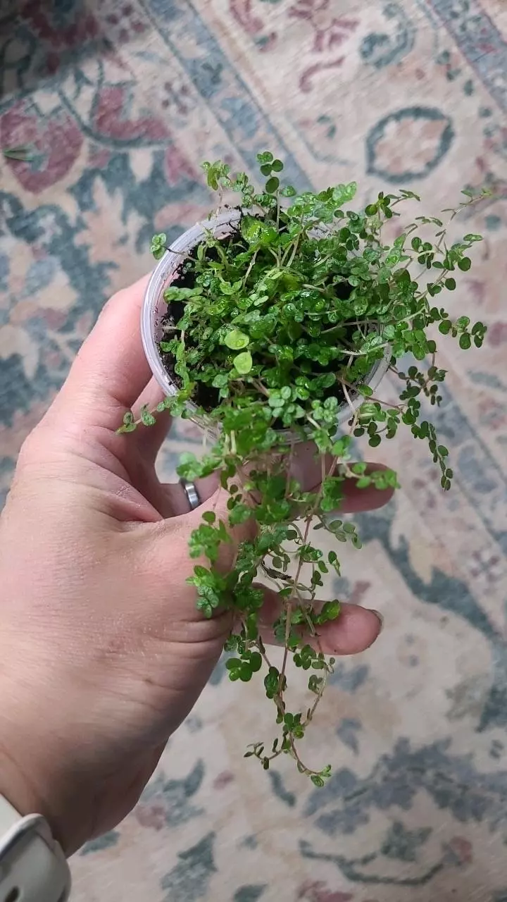 plant/Green Baby Tears 2" 12-122-0