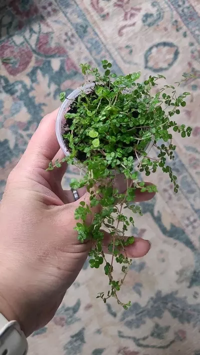 plant/Green Baby Tears 2" 12-122-0-thumbnail