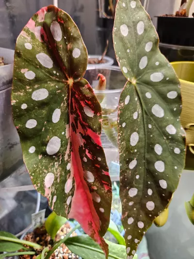 plant/Begonia macculata verigated butt cutt-3-thumbnail