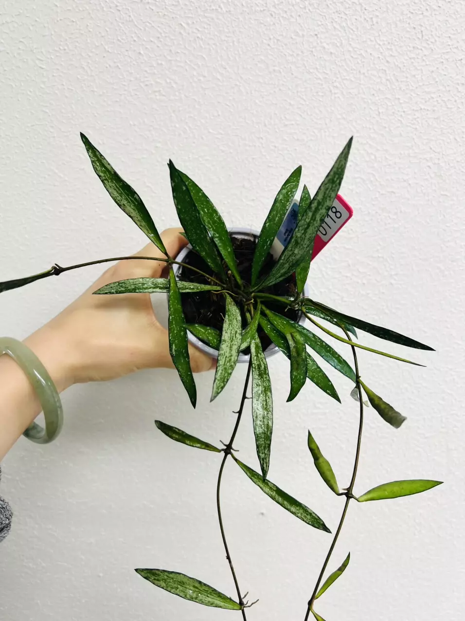 plant/#0118 Hoya Bamboo Splash-0