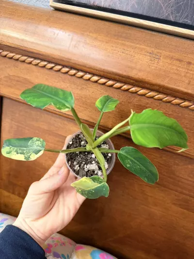 plant/Philodendron domesticum variegated-1-thumbnail