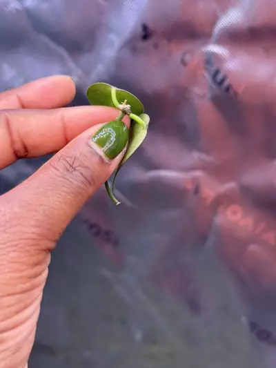 plant/Hoya Carrii (NS13-064)-2-thumbnail