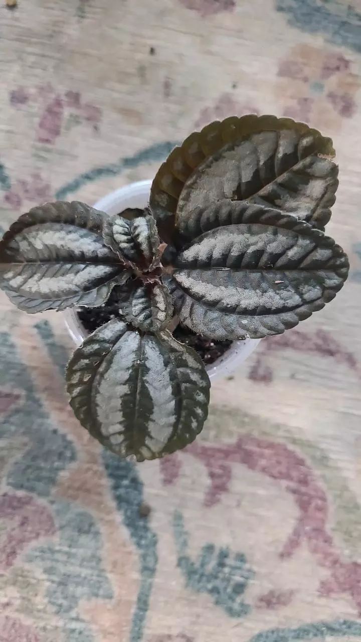 plant/Pan AM Pilea 2" 12-119-0