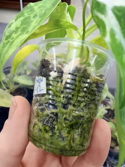 plant/Philidendron minarum ‘lime fiddle’ variegated-3-thumbnail