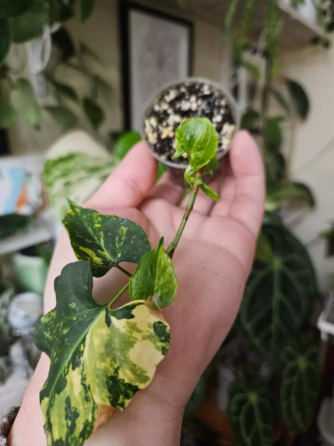 plant/Multiflora aurea ✨️-1