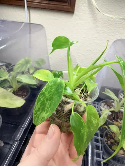 plant/Philidendron minarum ‘lime fiddle’ variegated-4-thumbnail