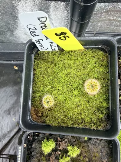 plant/Native Lady custom listing-0-thumbnail