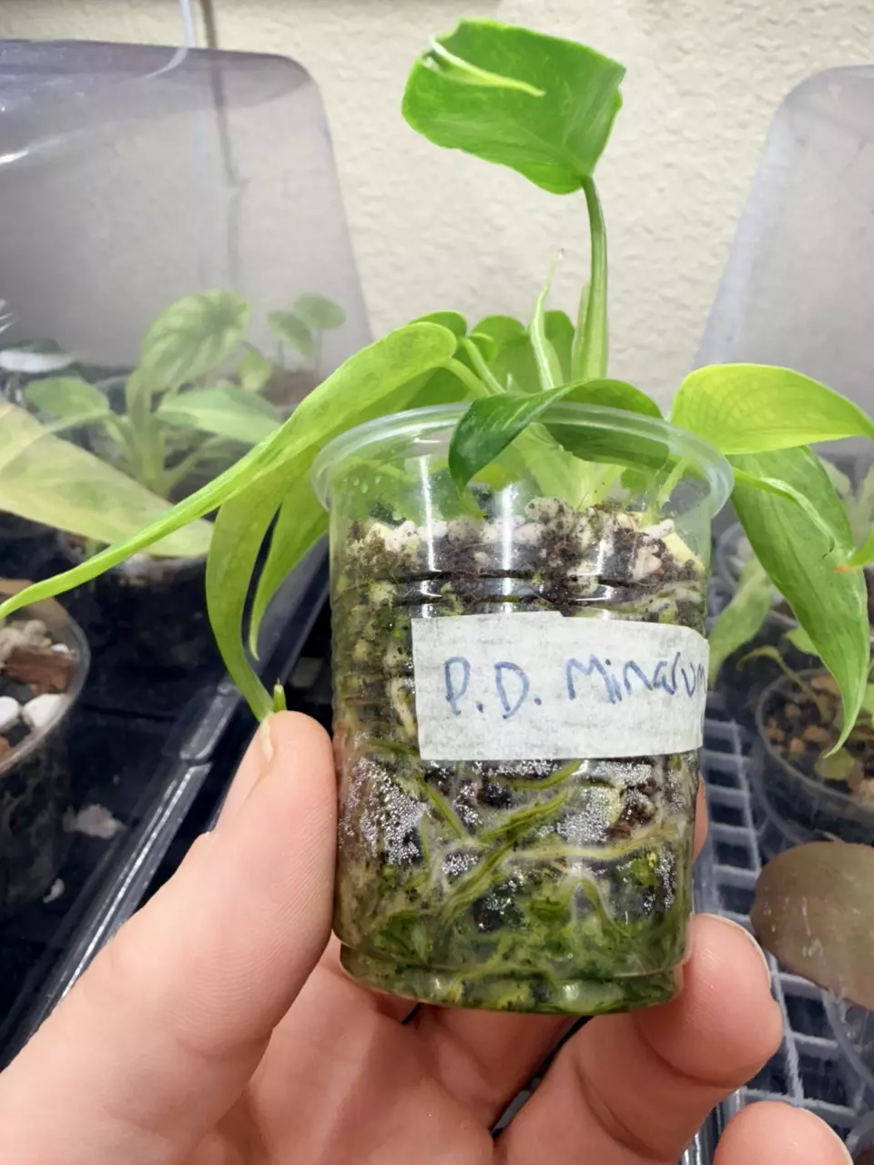 plant/Philidendron minarum ‘lime fiddle’ variegated-1