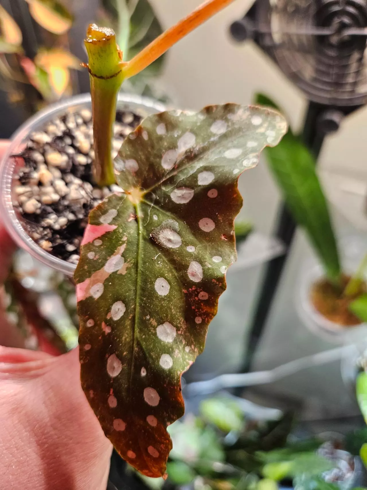 plant/Begonia macculata verigated butt cutt-1