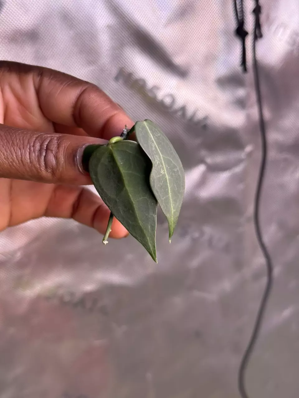 plant/Hoya Carrii (NS13-064)-0