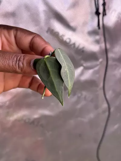 plant/Hoya Carrii (NS13-064)-0-thumbnail