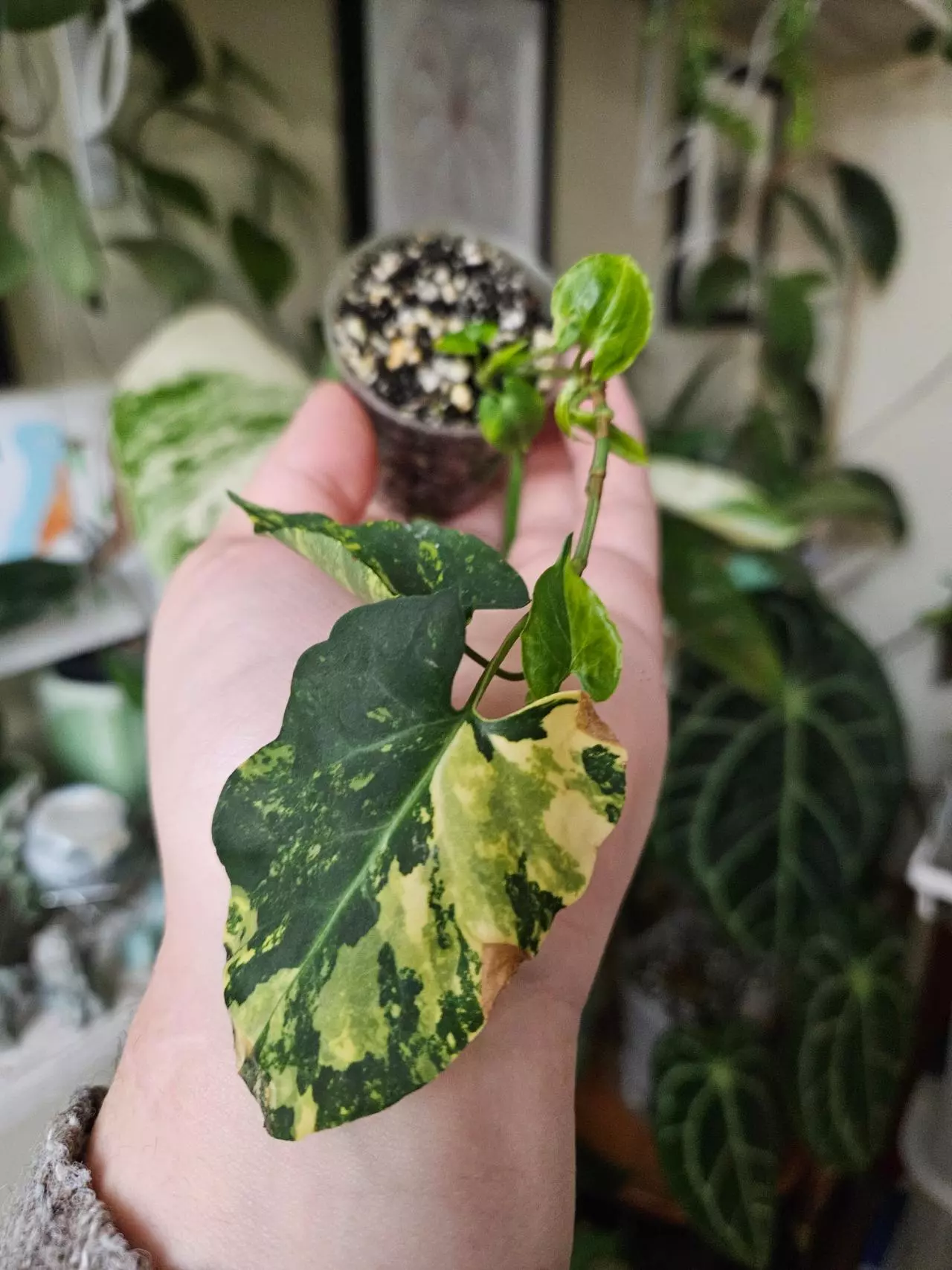 plant/Multiflora aurea ✨️-0