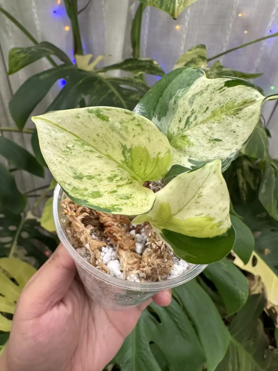 plant/Japanese Global Pothos 1114-1