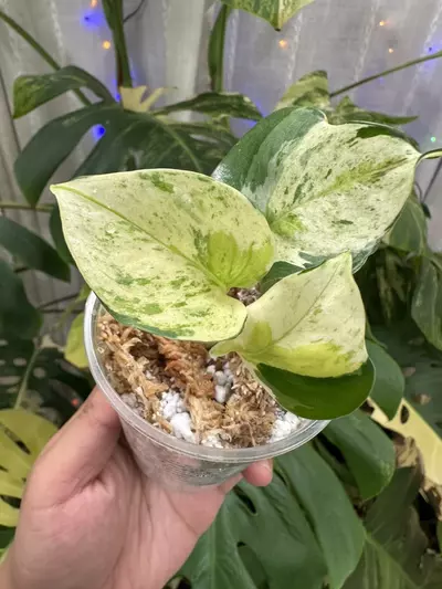 plant/Japanese Global Pothos 1114-1-thumbnail