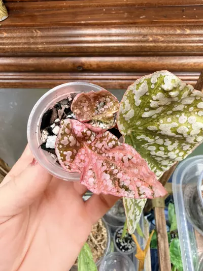 plant/Variegated Snowcapped Begonia #0044-1-thumbnail