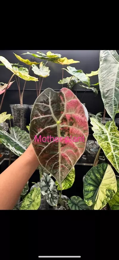 plant/Variegated Alocasia pink watsoniana Chonk. Sprouting. Rooted. 1111-0-thumbnail