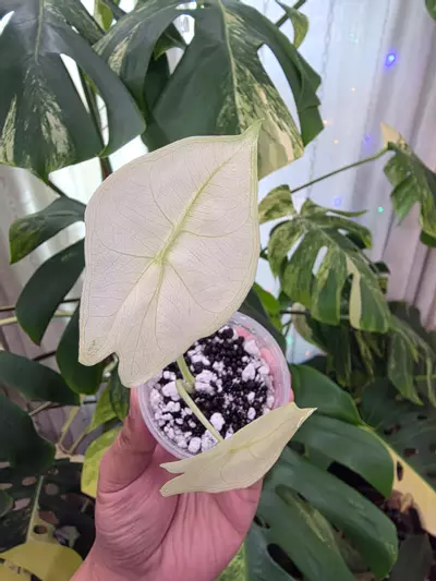 plant/Variegated alocasia mint pink dragon pup. Corm grown. 1102-3-thumbnail