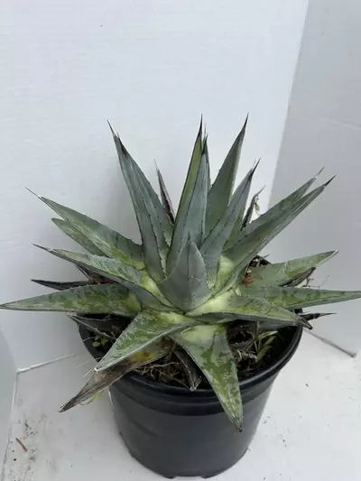 plant/Agave Pumila-3-thumbnail