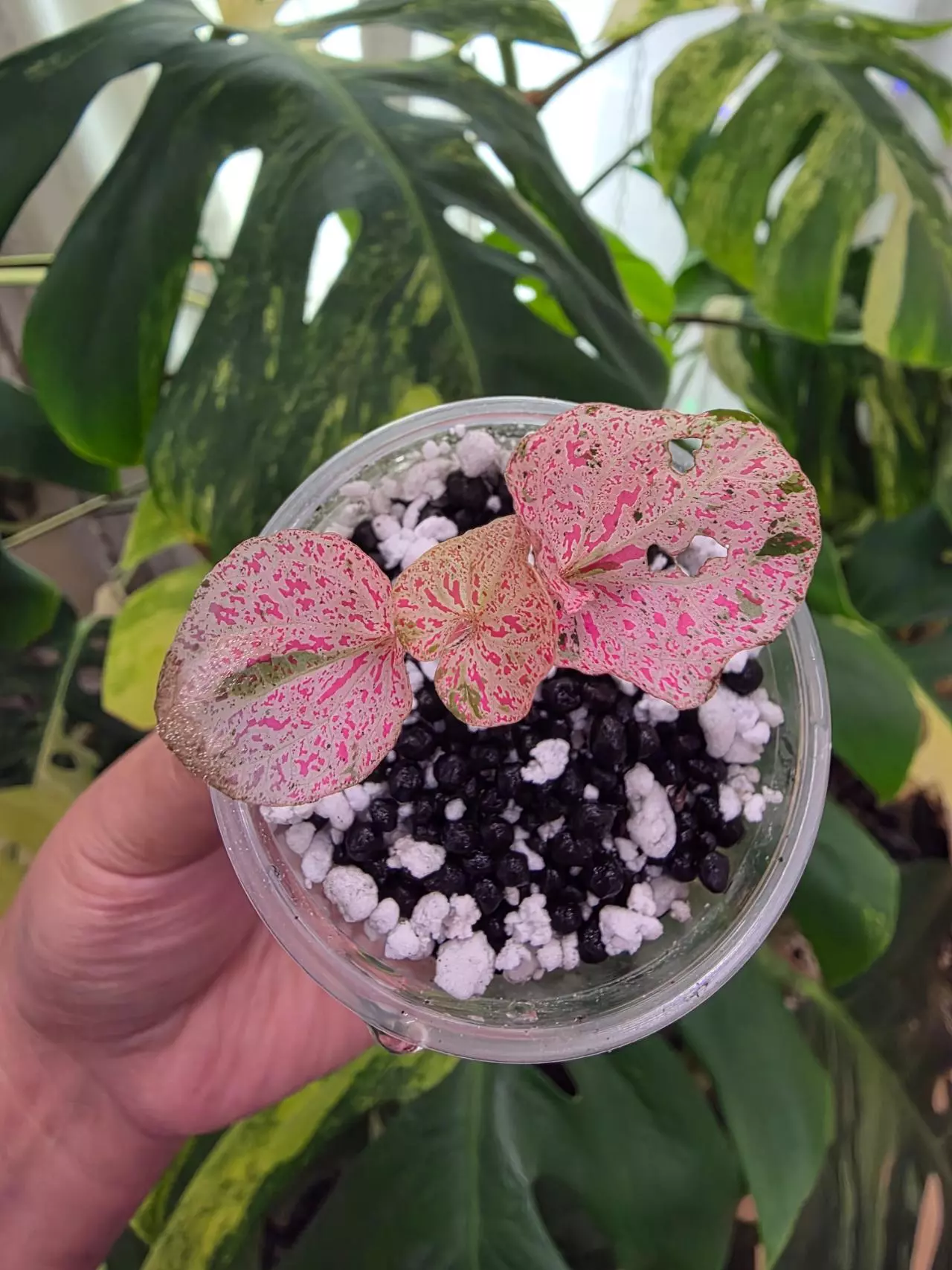 plant/Variegated pink piper Sp Papua-0