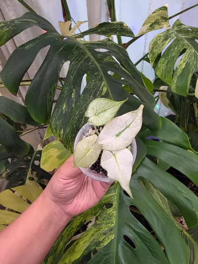 plant/Variegated alocasia mint pink dragon pup. Chonk grown.(Not tc)1106-0-thumbnail