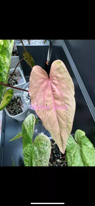 plant/Variegated anthurium dark phoenix Semi-rooted. Clone. Chonk grown. (Not tc) 1099-0-thumbnail