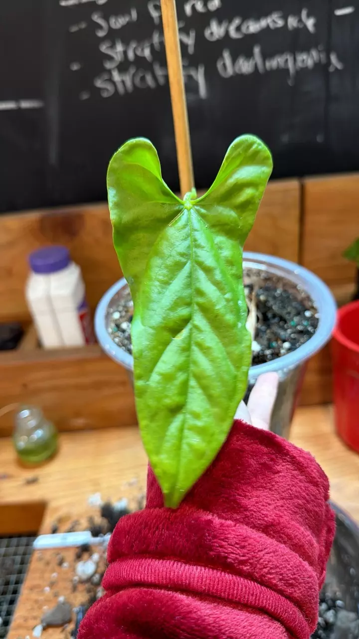 Anthurium balaoanum NSE