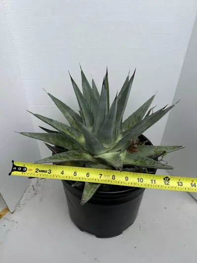 plant/Agave Pumila-5-thumbnail
