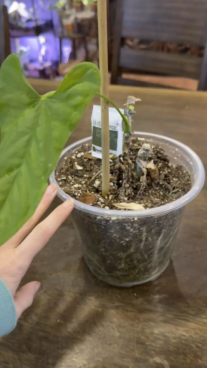 plant/Anthurium balaoanum NSE-1