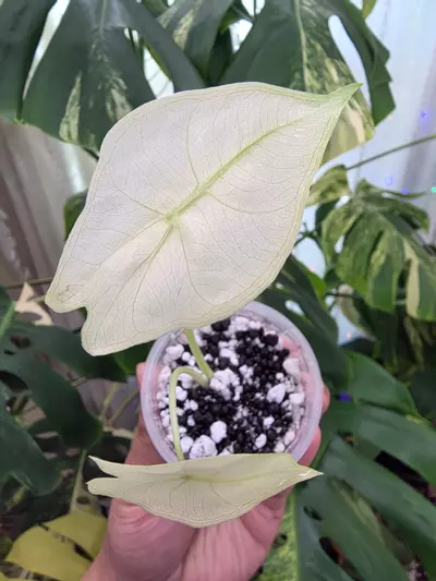 plant/Variegated alocasia mint pink dragon pup. Corm grown. 1102-1-thumbnail