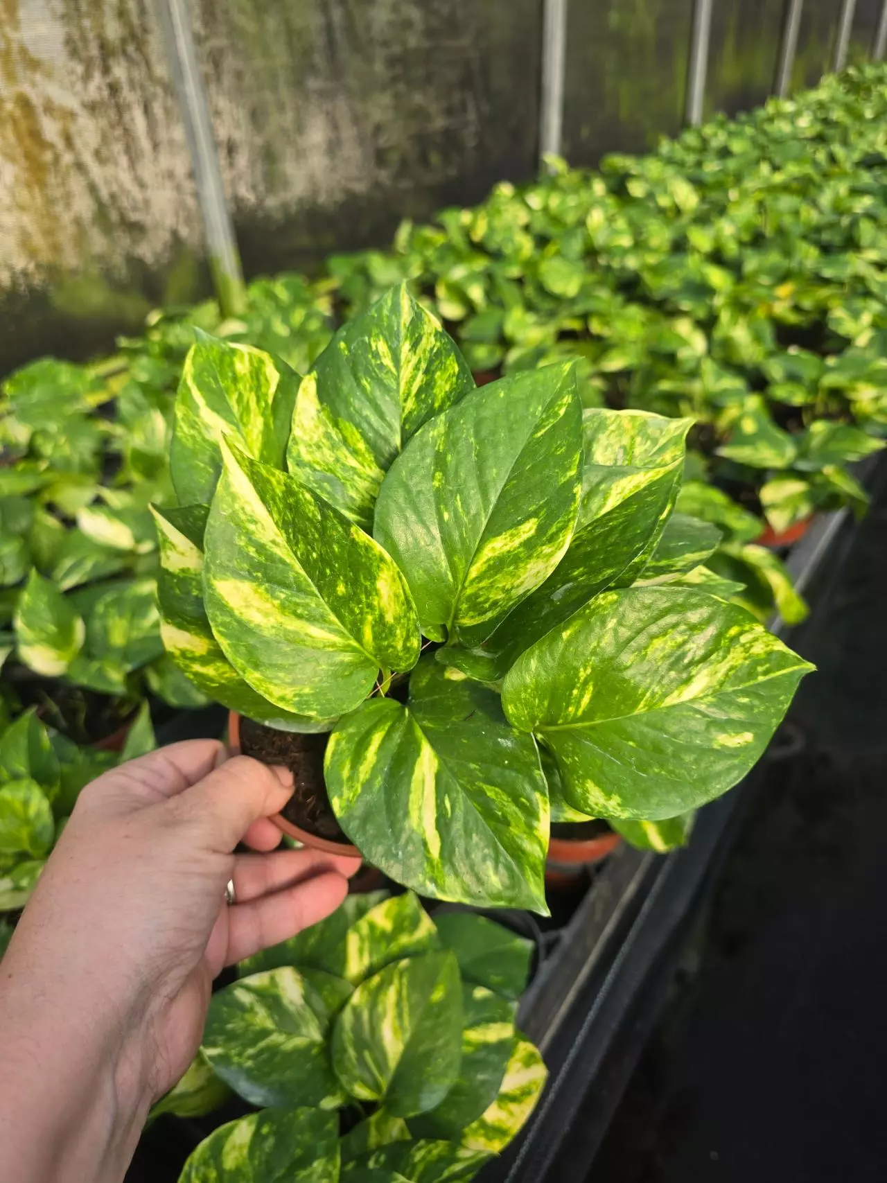 Epipremnum pothos Hawaiian 4in GC