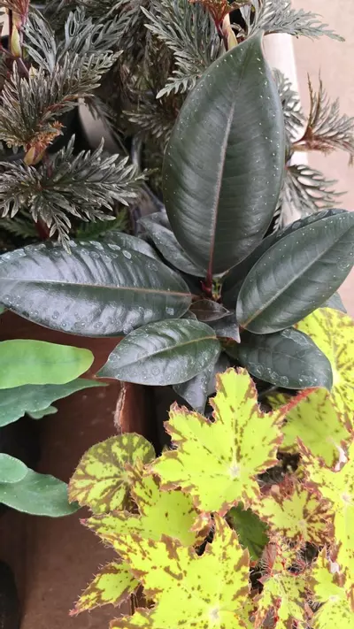 plant/Ficus Burgundy 4in GC-0-thumbnail