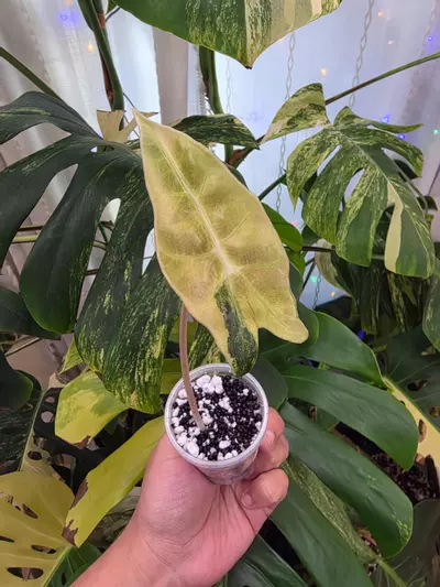 plant/Variegated alocasia aurea sanderiana bull pup. Corm grown . (Not tc)-1-thumbnail