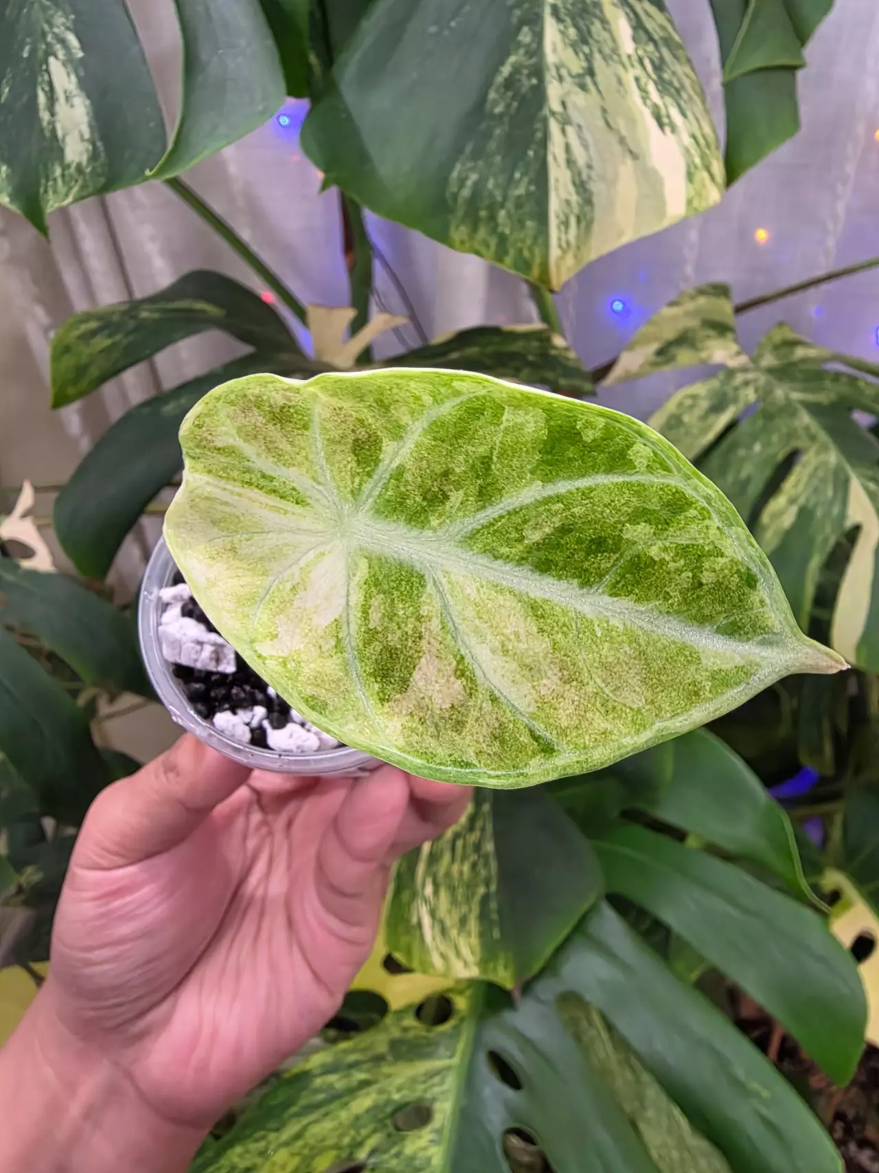 plant/Variegated alocasia tricolor ninja splash pup. Chonk grown. (Not tc) 1110-0