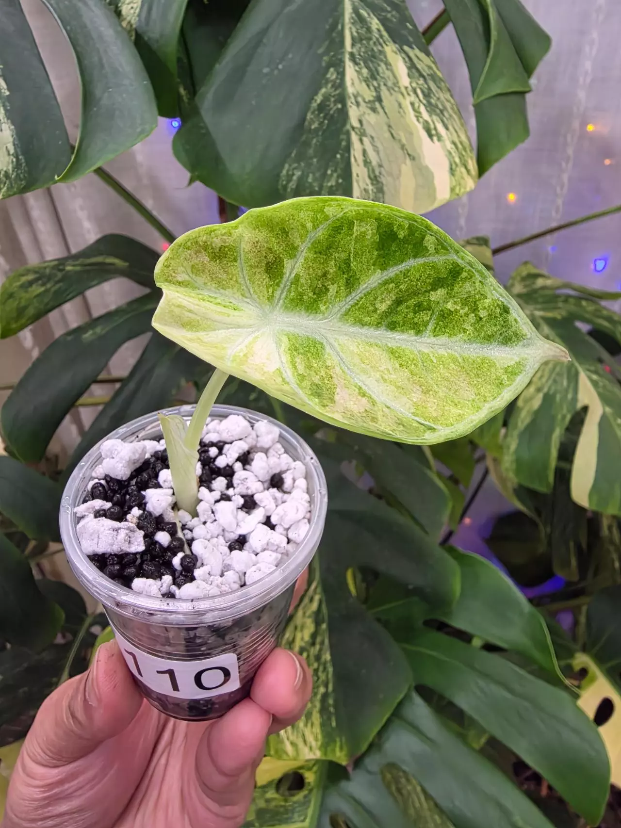 plant/Variegated alocasia tricolor ninja splash pup. Chonk grown. (Not tc) 1110-2